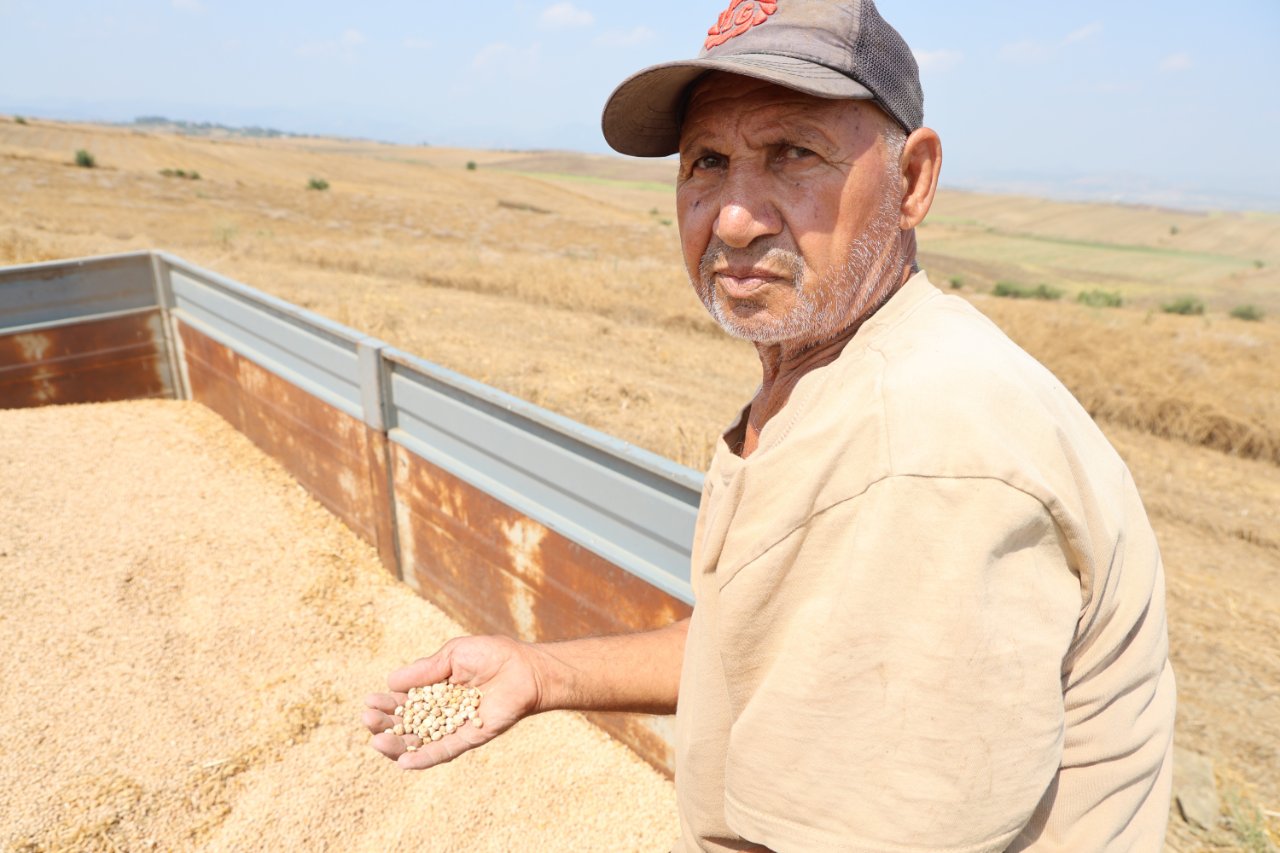 Hasat başladı, üreticiler kaliteden memnun! Kilosu 30-35 lira