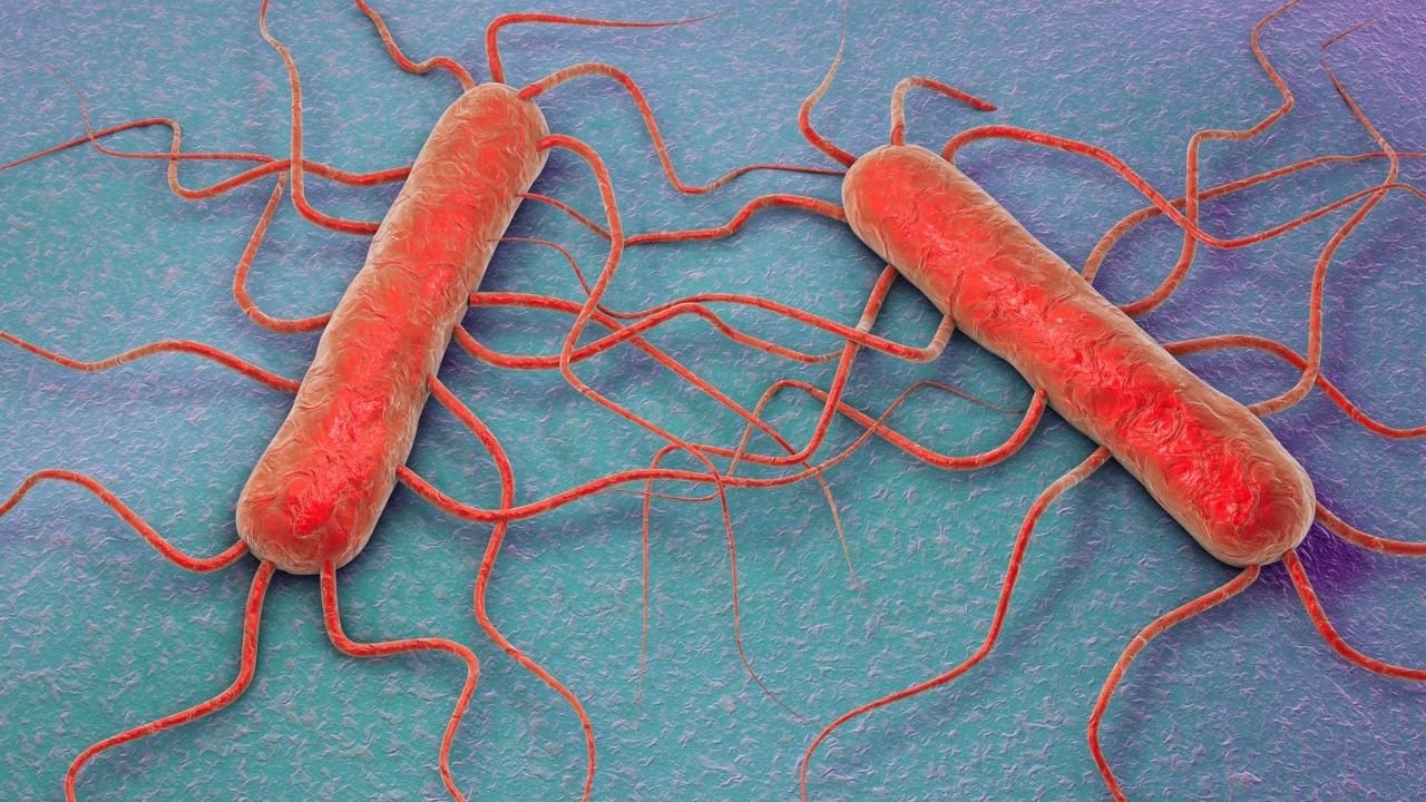Listeria bakterisi hangi besinlerde bulunur, nereden bulaşır? Listeria belirtileri