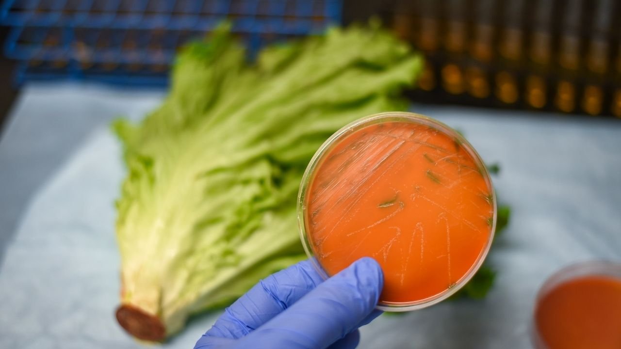 Listeria bakterisi hangi besinlerde bulunur, nereden bulaşır? Listeria belirtileri