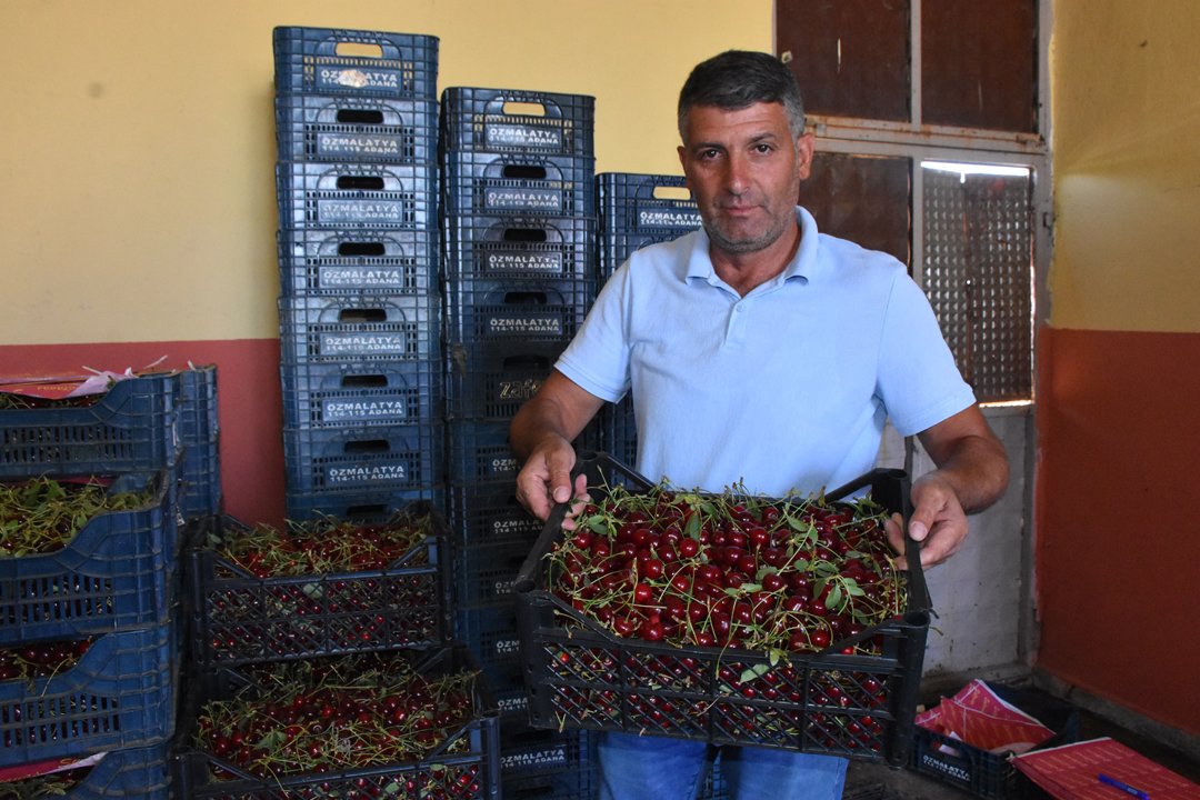 Afyonkarahisar'da hasadı başladı! Tarlada fiyatı 60 lirayı buldu, Avrupa ve ABD sıraya girdi