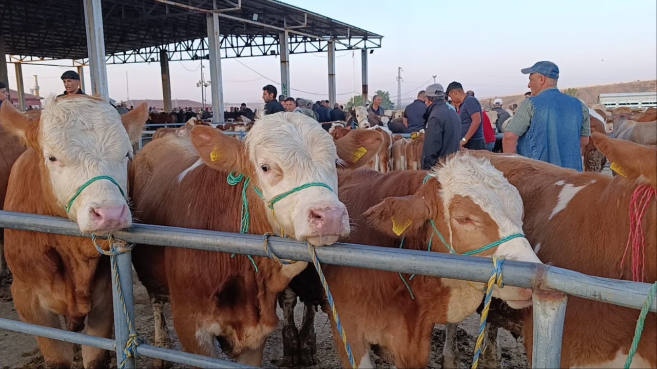 Hayvan fiyatlarında dikkat çeken düşüş! Besicilerden 