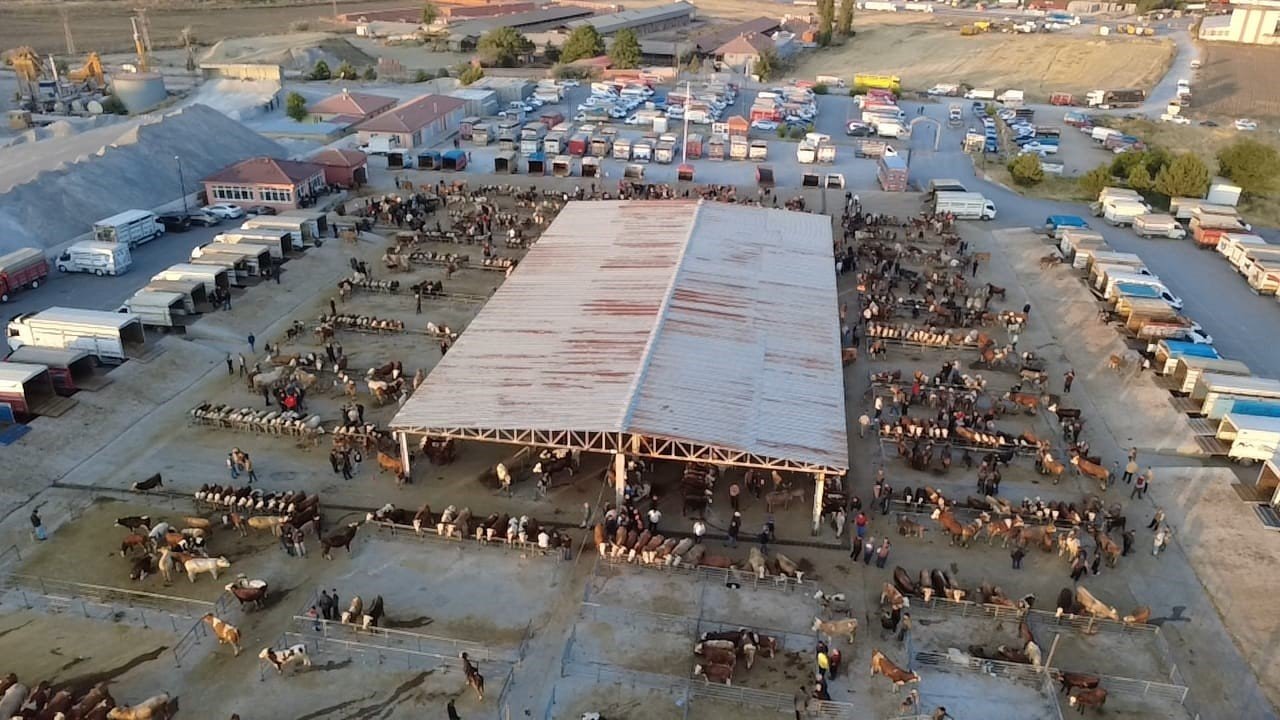 Hayvan fiyatlarında dikkat çeken düşüş! Besicilerden  Alım zamanı  uyarısı