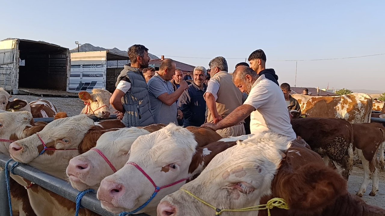 Hayvan fiyatlarında dikkat çeken düşüş! Besicilerden  Alım zamanı  uyarısı
