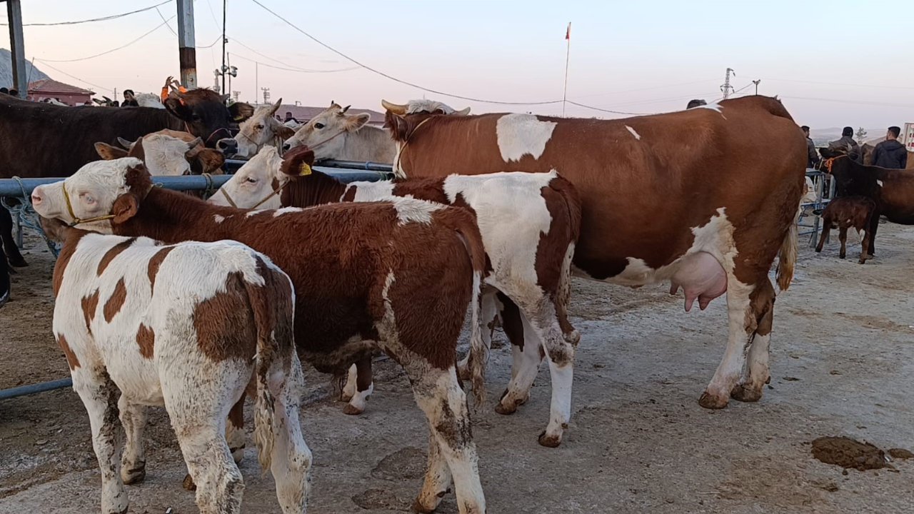 Hayvan fiyatlarında dikkat çeken düşüş! Besicilerden  Alım zamanı  uyarısı