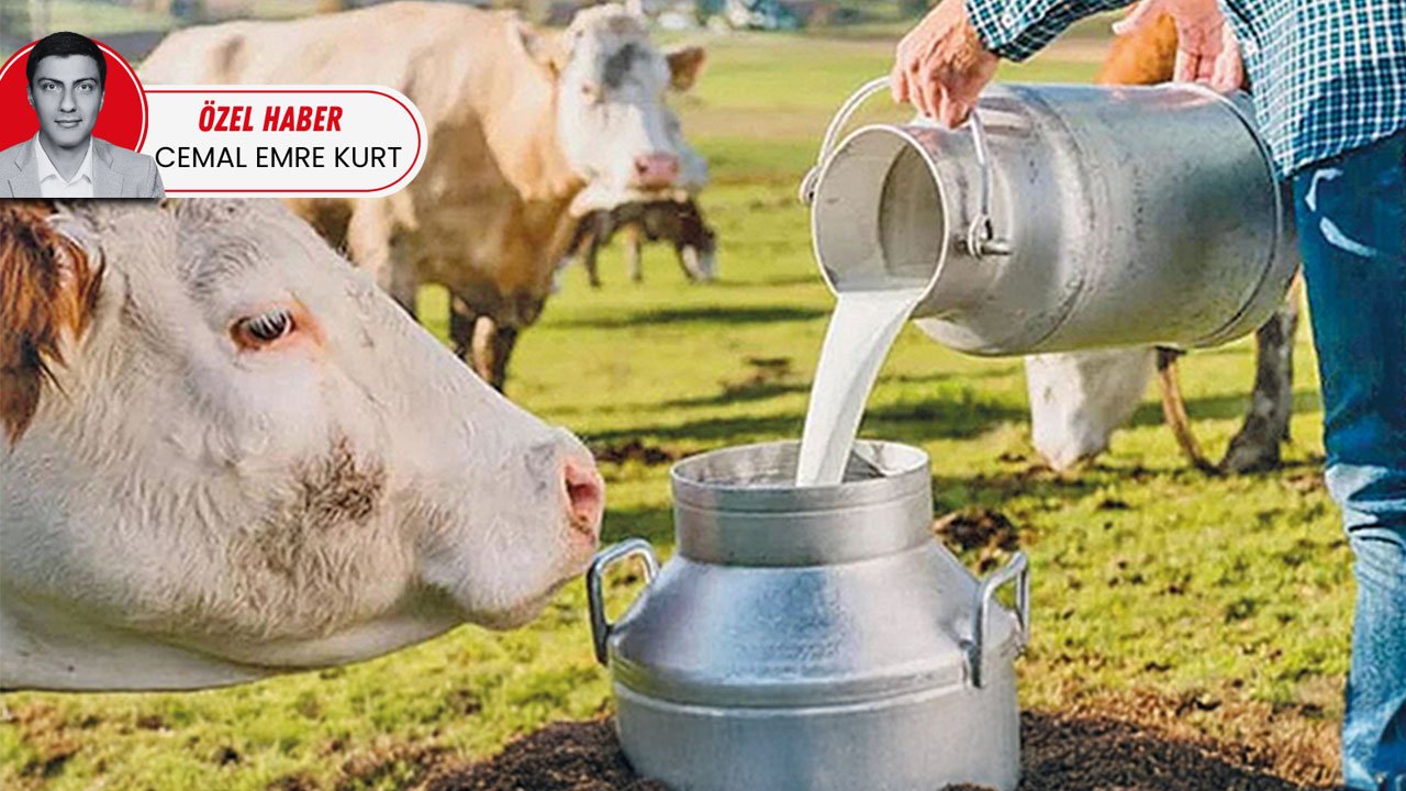 Maliyetler düştü gözler raflarda! Süt üreticisi artan yağmurlarla rahat bir nefes aldı