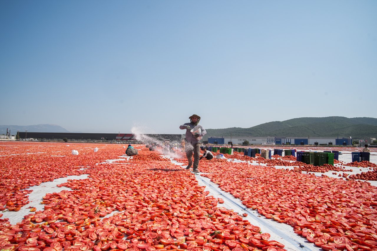 91 ülkeye satıyoruz! En büyük müşteri ABD: 6 ayda 61 milyon dolar kazandırdı