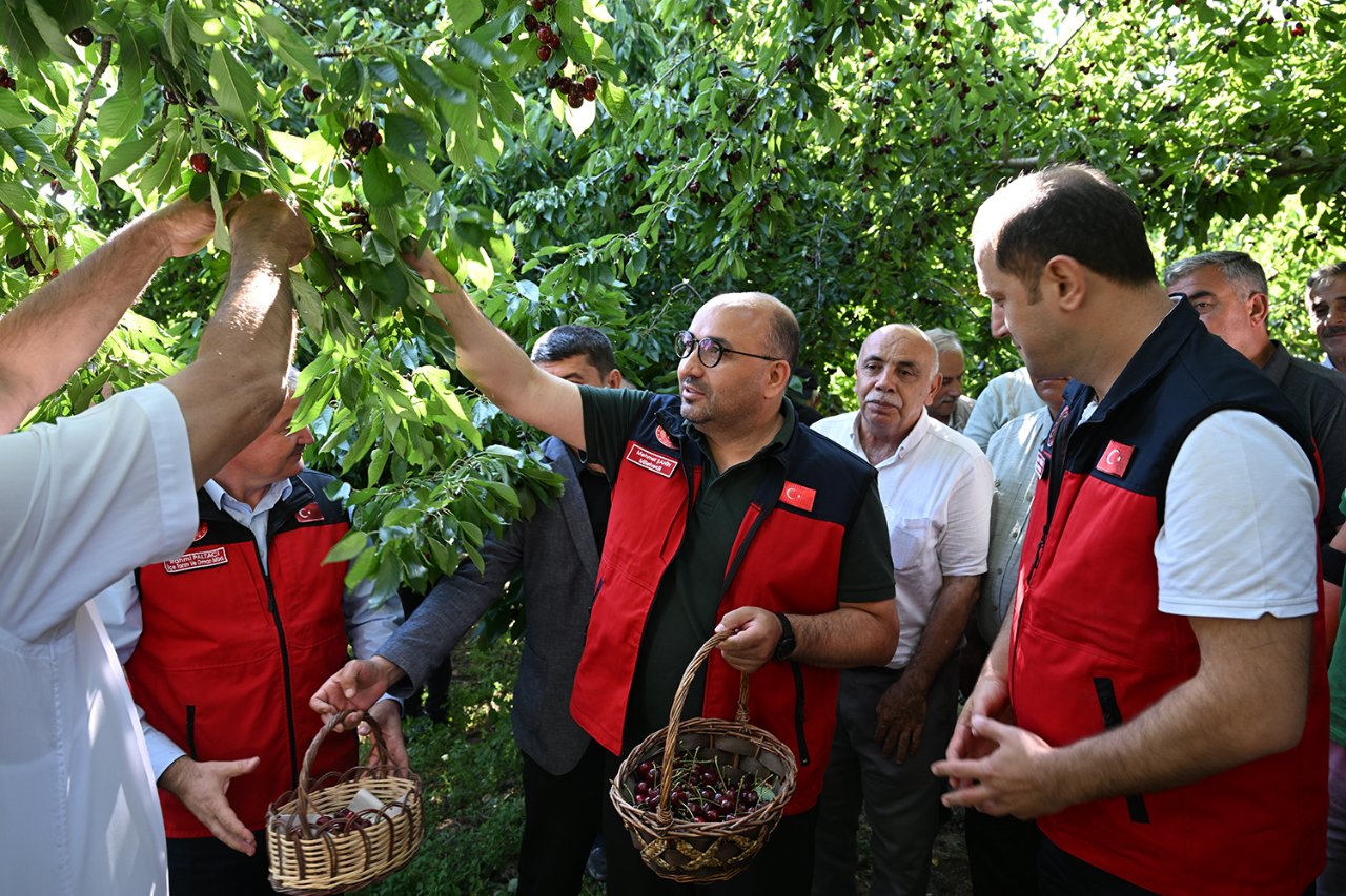 Çığşar'da görev başladı! En geç o toplanıyor, 1600 rakımda yetişiyor, dünyaya ihraç ediliyor...