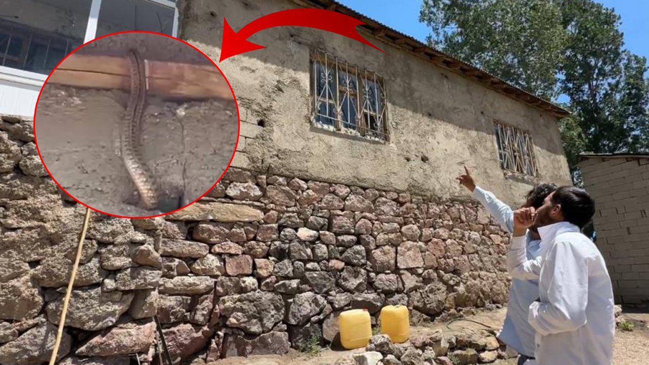 Yılanlar evi mesken tuttu! Aile kabusu yaşıyor: Uyku bile uyuyamıyorlar