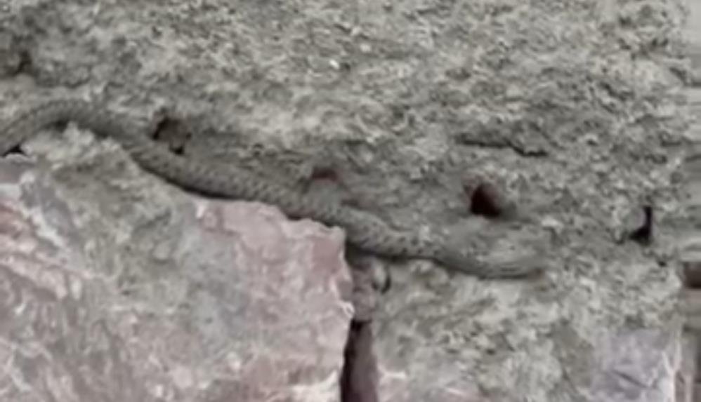 Yılanlar evi mesken tuttu! Aile kabusu yaşıyor: Uyku bile uyuyamıyorlar