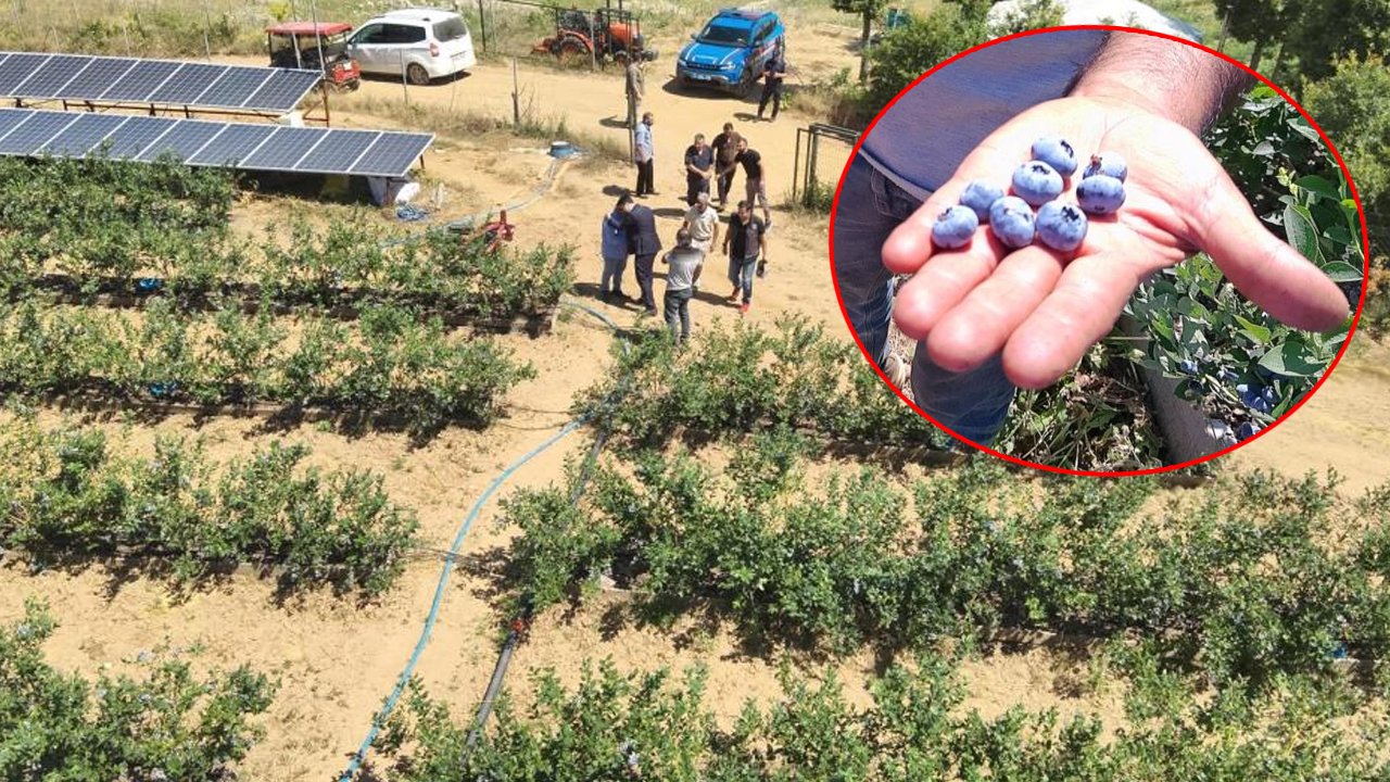 Devlet desteğiyle yaban mersini işine girdi! Kurak arazisi şimdi para basıyor