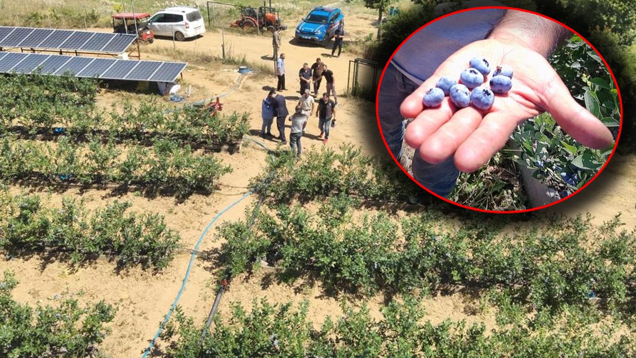 Devlet desteğiyle yaban mersini işine girdi! Kurak arazisi şimdi para basıyor