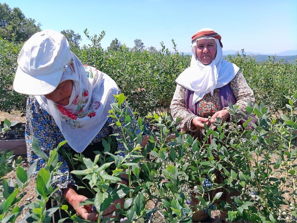 Devlet desteğiyle yaban mersini işine girdi! Kurak arazisi şimdi para basıyor