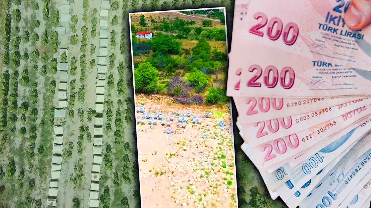 Yılda üç kez hasat ediliyor, birincisi başladı! Kilogramı 1000 lira! Rakım arttıkça sedir balının fiyatı da artıyor