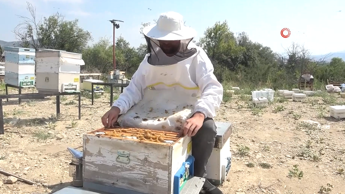 Yılda üç kez hasat ediliyor, birincisi başladı! Kilogramı 1000 lira! Rakım arttıkça sedir balının fiyatı da artıyor