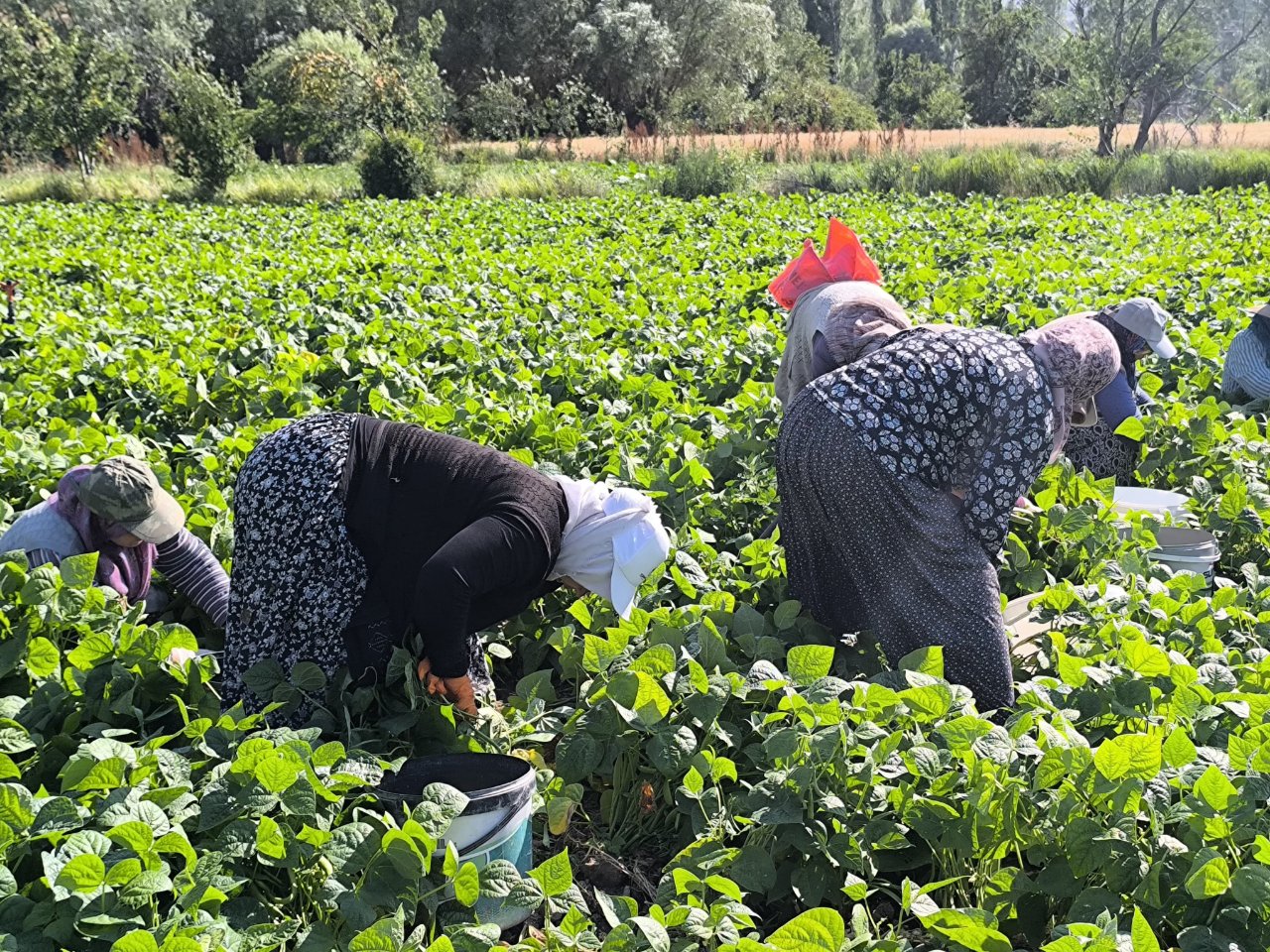 Kilosu 60 liradan satılıyor! Hasat maratonu başladı