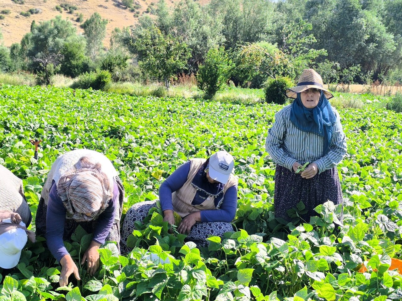 Kilosu 60 liradan satılıyor! Hasat maratonu başladı