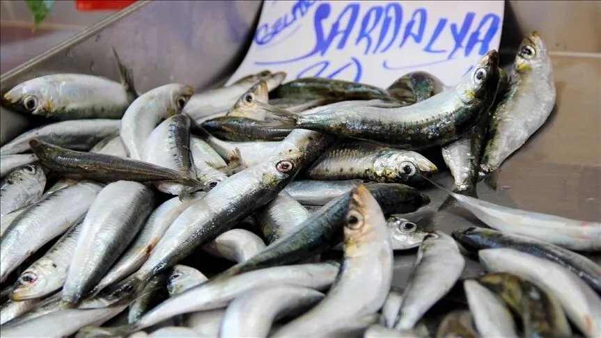 Ne hamsi ne de mezgit! Yazın favorisi belli oldu: Kilosu 350 lira