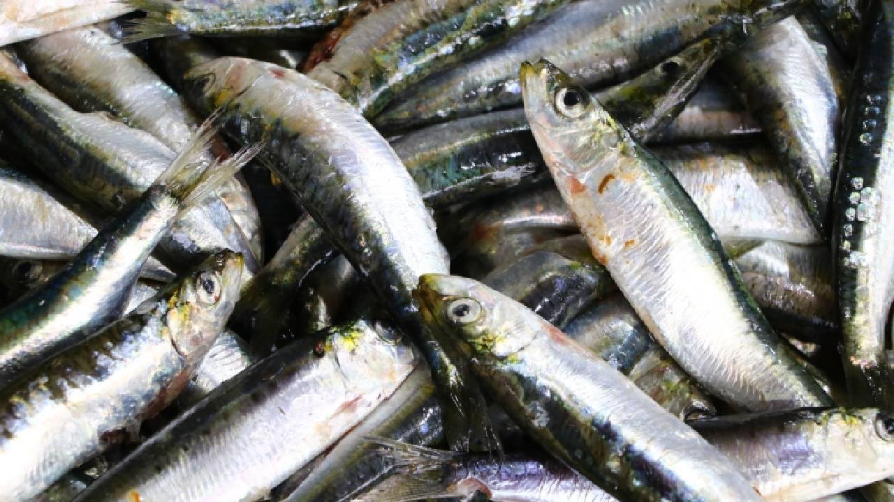 Ne hamsi ne de mezgit! Yazın favorisi belli oldu: Kilosu 350 lira