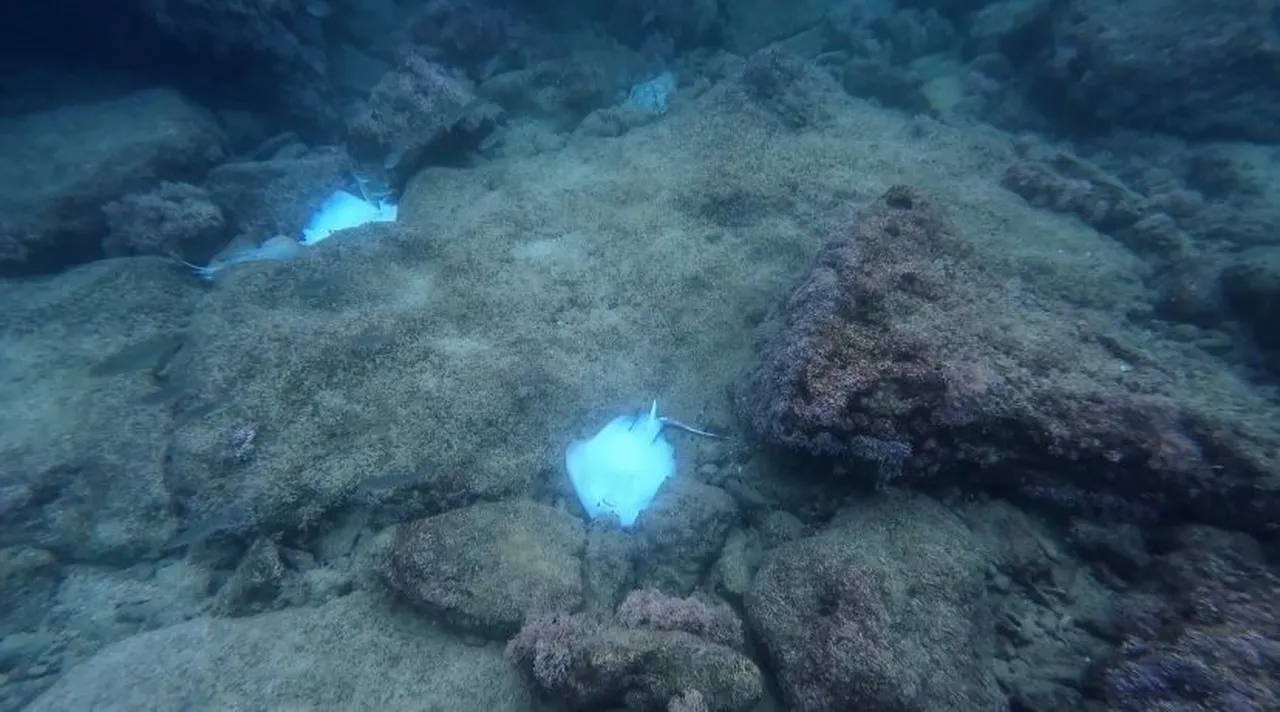 Antalya'da deniz dibinde korkutan görüntü! Hepsi ölmüş halde...