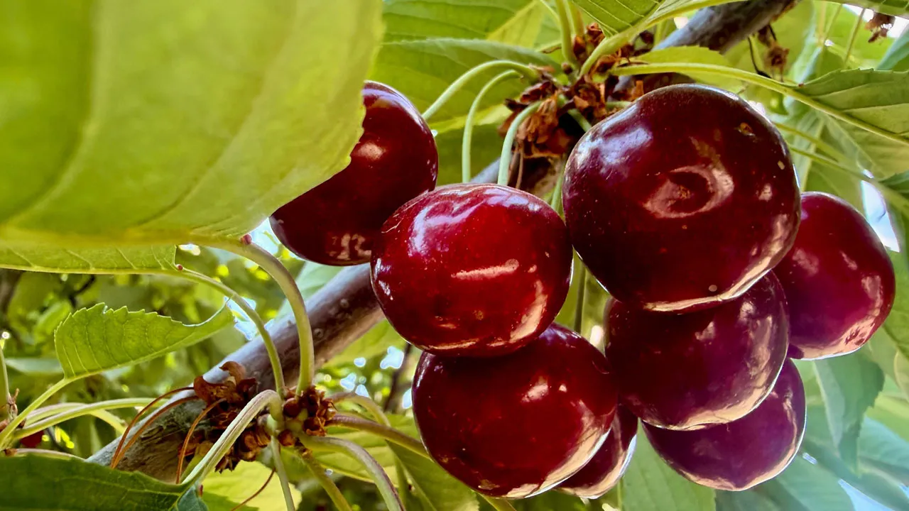 Yediği kiraz sonu oldu! Bir aile dağıldı, korkunç şüphe ortaya çıktı