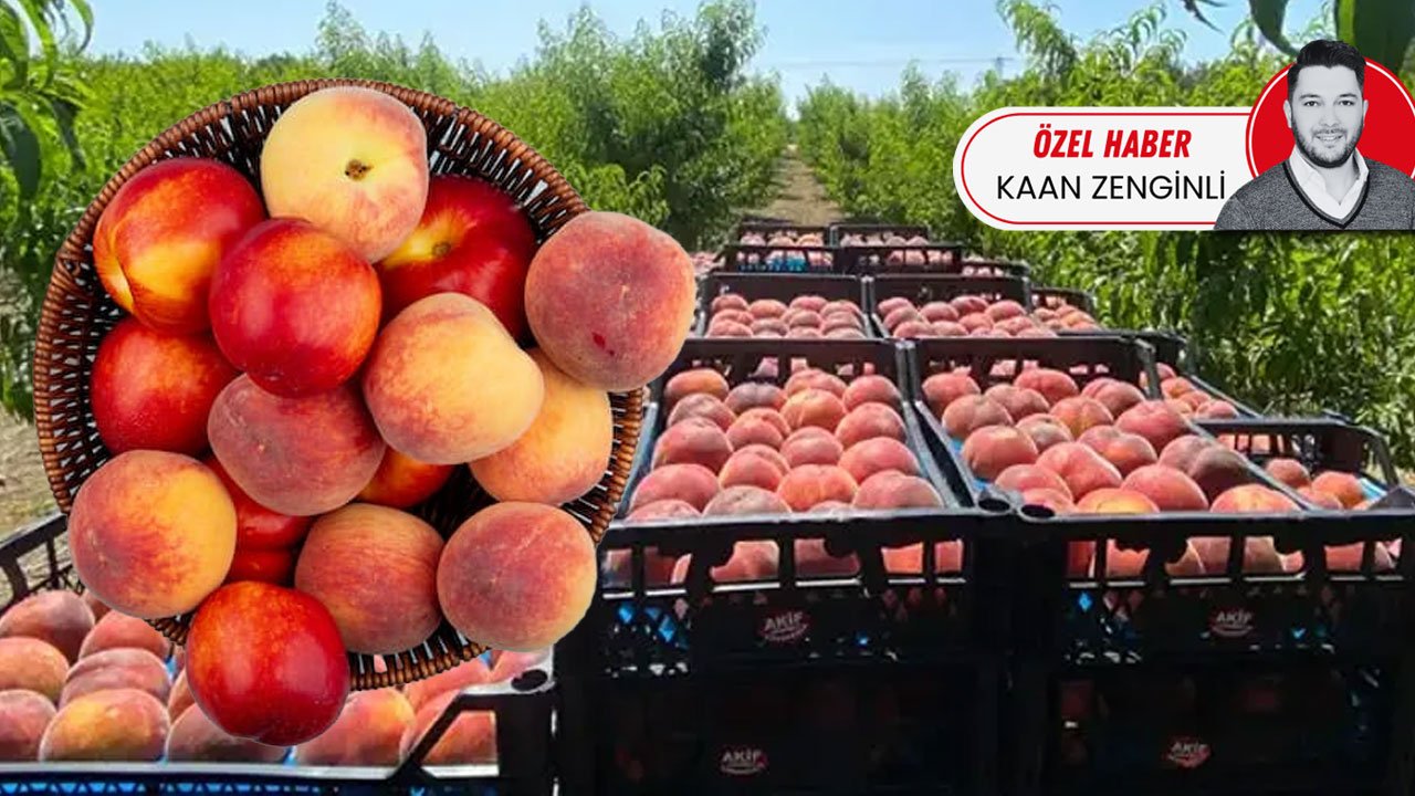 Şeftali tarlada bol ancak vatandaş yine pahalı yiyor! 15’e alıp markette 100 liraya satıyorlar
