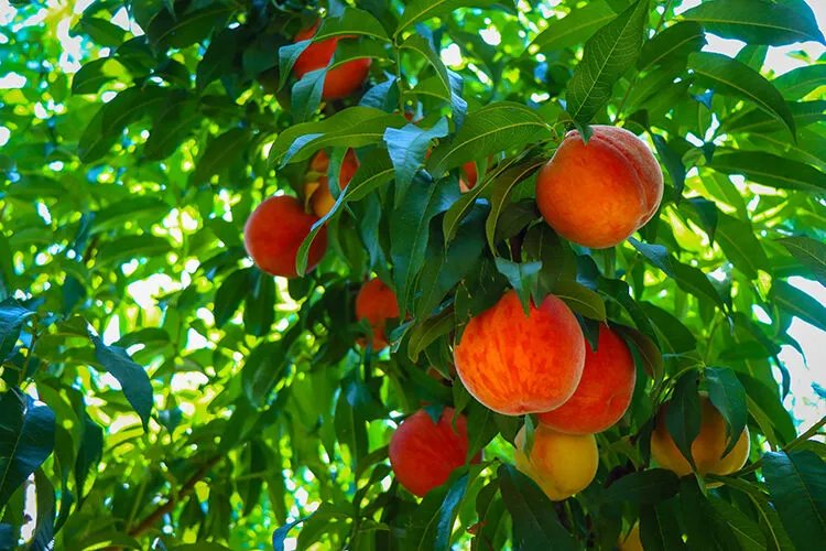 Şeftali tarlada bol ancak vatandaş yine pahalı yiyor! 15’e alıp markette 100 liraya satıyorlar