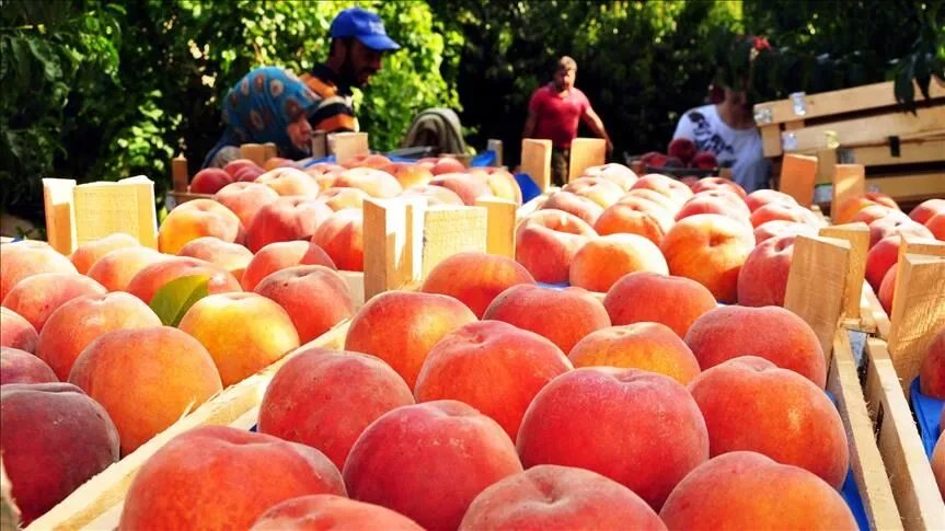 Şeftali tarlada bol ancak vatandaş yine pahalı yiyor! 15’e alıp markette 100 liraya satıyorlar