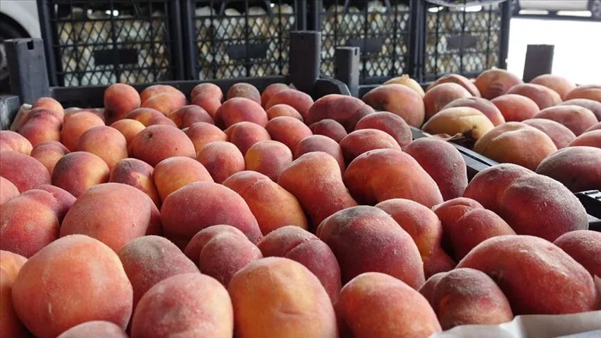 Şeftali tarlada bol ancak vatandaş yine pahalı yiyor! 15’e alıp markette 100 liraya satıyorlar