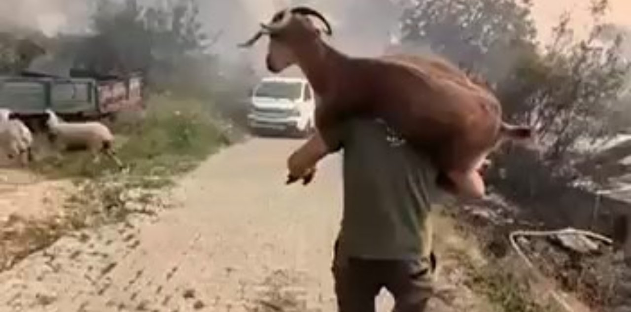 Seydikemer'de alevlerin arasından kurtardığı keçiyi omuzlarında taşıyan vatandaş kamerada