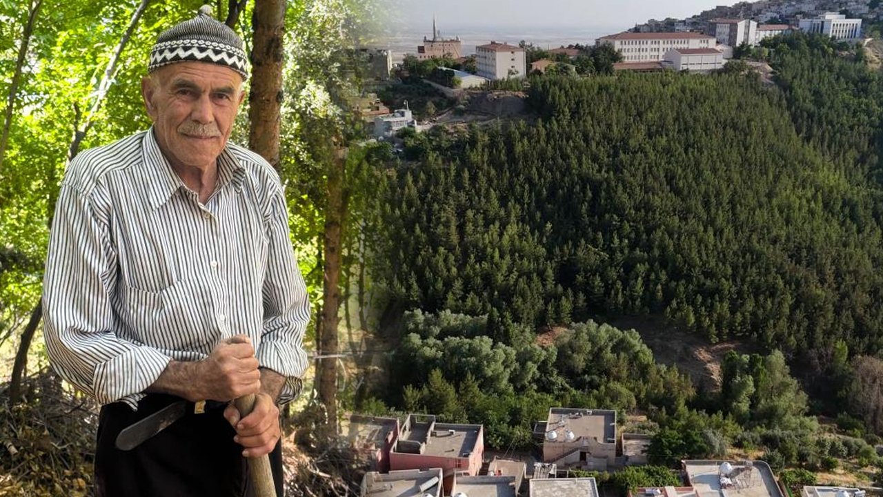 Tek başına orman kurdu, kurak kentin çehresini değiştirdi!