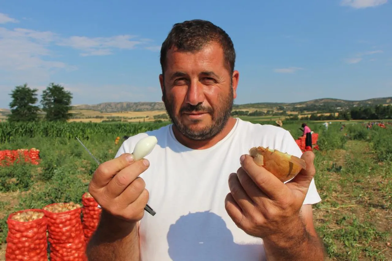 Bir dönem 'kırmızı altın' olarak anılıyordu! Şimdi kilosu bir bardak çaydan ucuz
