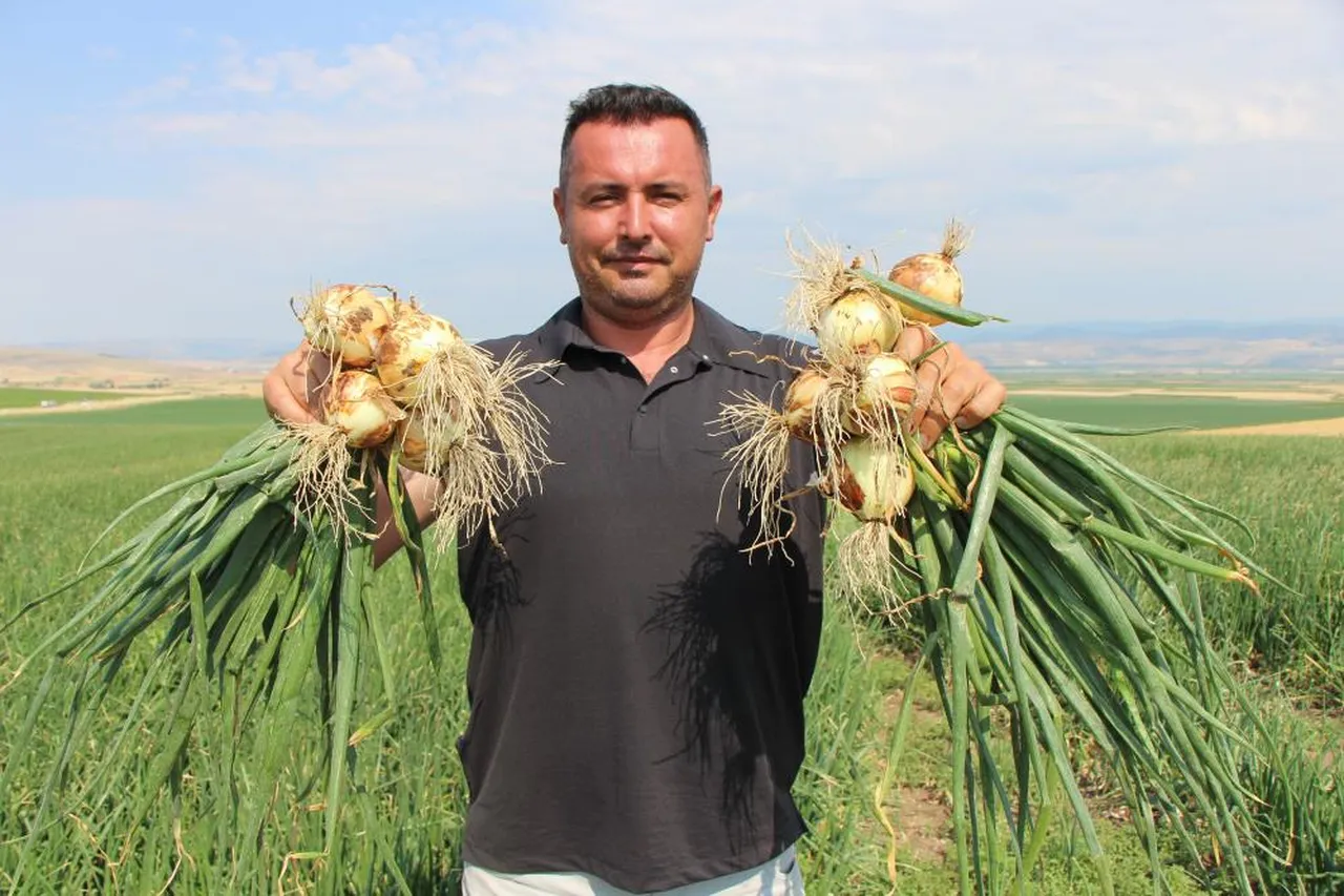 Bir dönem 'kırmızı altın' olarak anılıyordu! Şimdi kilosu bir bardak çaydan ucuz