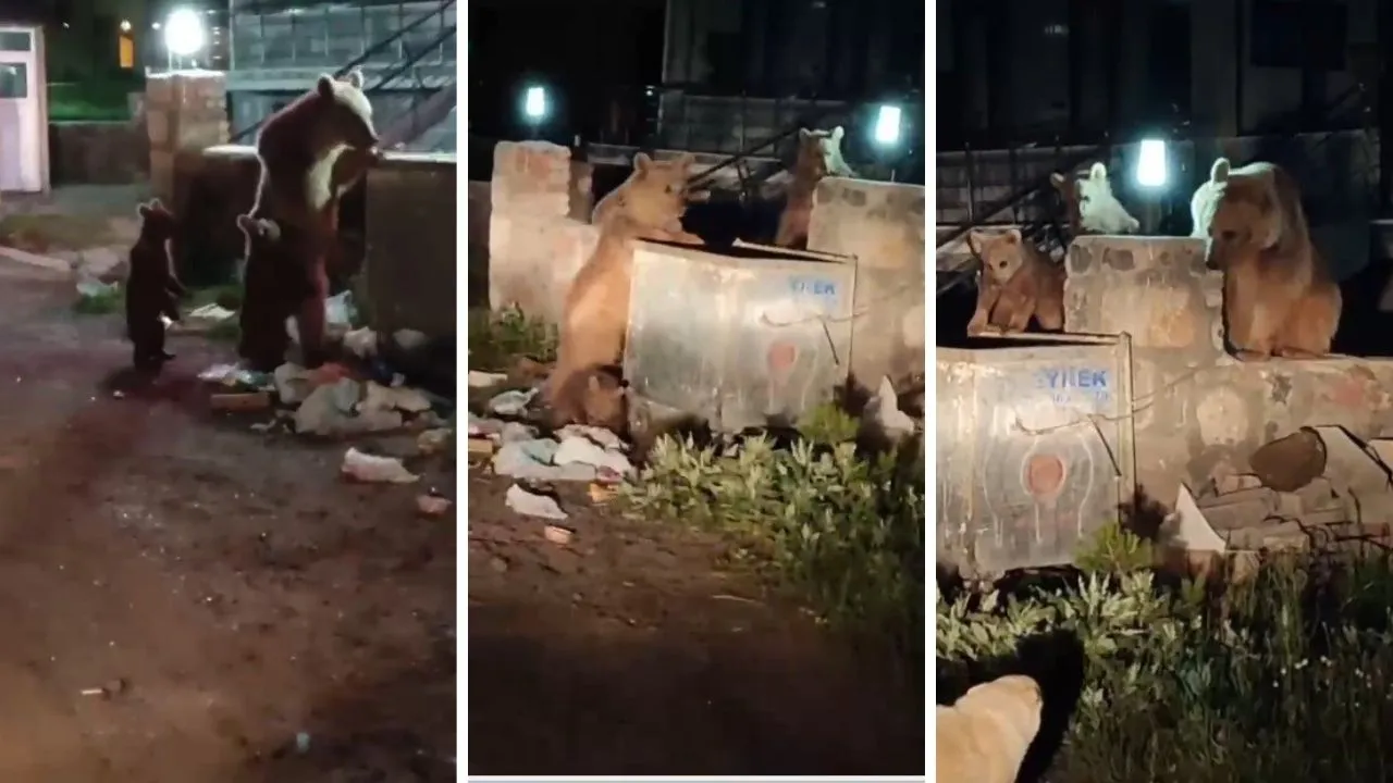 Kars'ta çöpte yemek arayan ayı ve yavrularına türkü söyledi! O anlar sosyal medyada gündem oldu