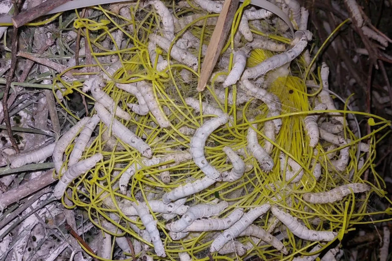 1 dönüm araziden 130 bin lira kazandırıyor! Fındığa göre 4 kat fazla getirisi var