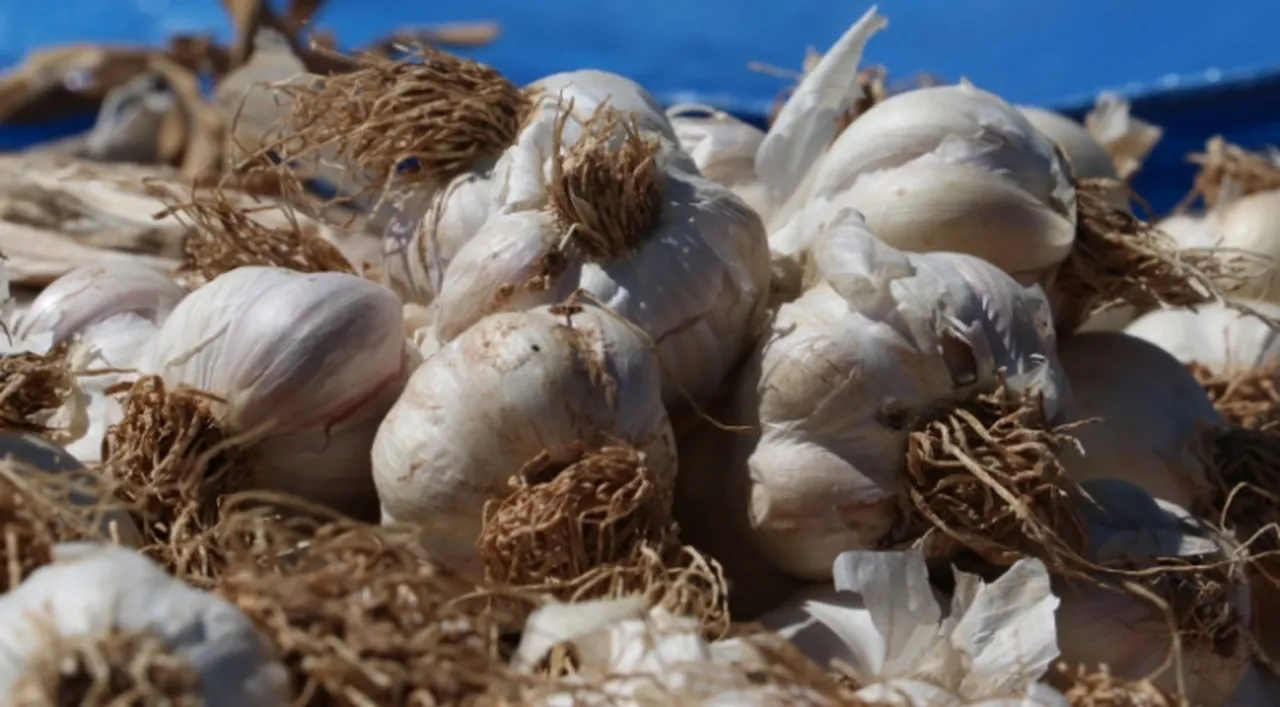 'Beyaz Altın'da hasat başladı! 4 bin aile üretiyor, tanesi 120 TL'den satılıyor