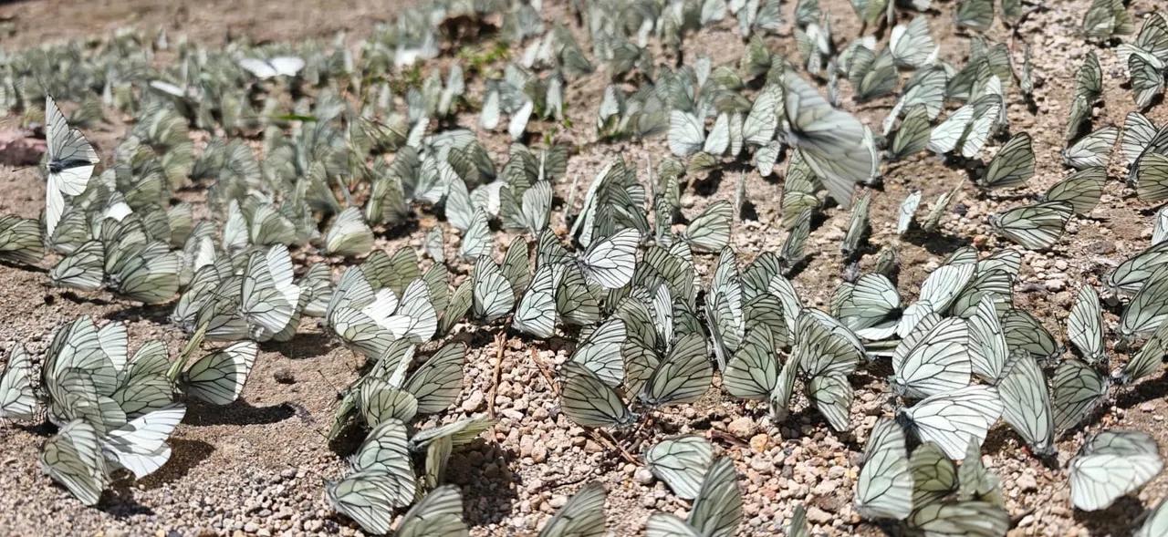 Damarları siyah, kanatları şeffaf! Nemrut Gölü’nde nadir görüntü, yüzlercesi bir araya geldi