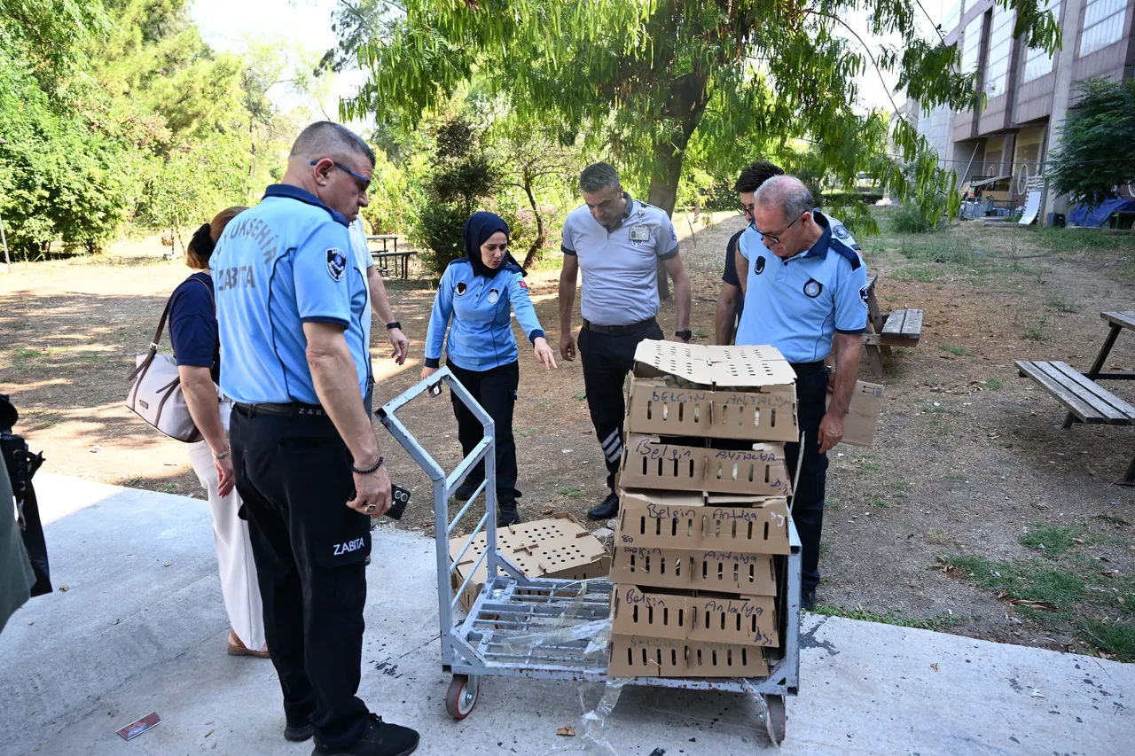 Tam 700 tane, hepsi kolide! Bursa’dan Antalya’ya otobüsle civciv göndermişler
