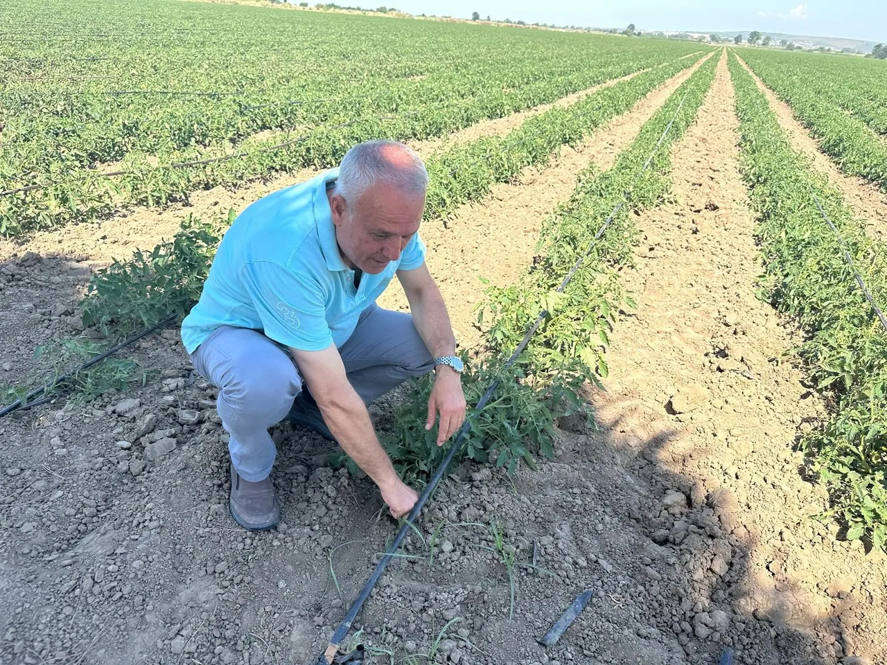 20 milyon lira zarar etti! Karpuzu bıraktı, çiftçiye kritik uyarı yaptı