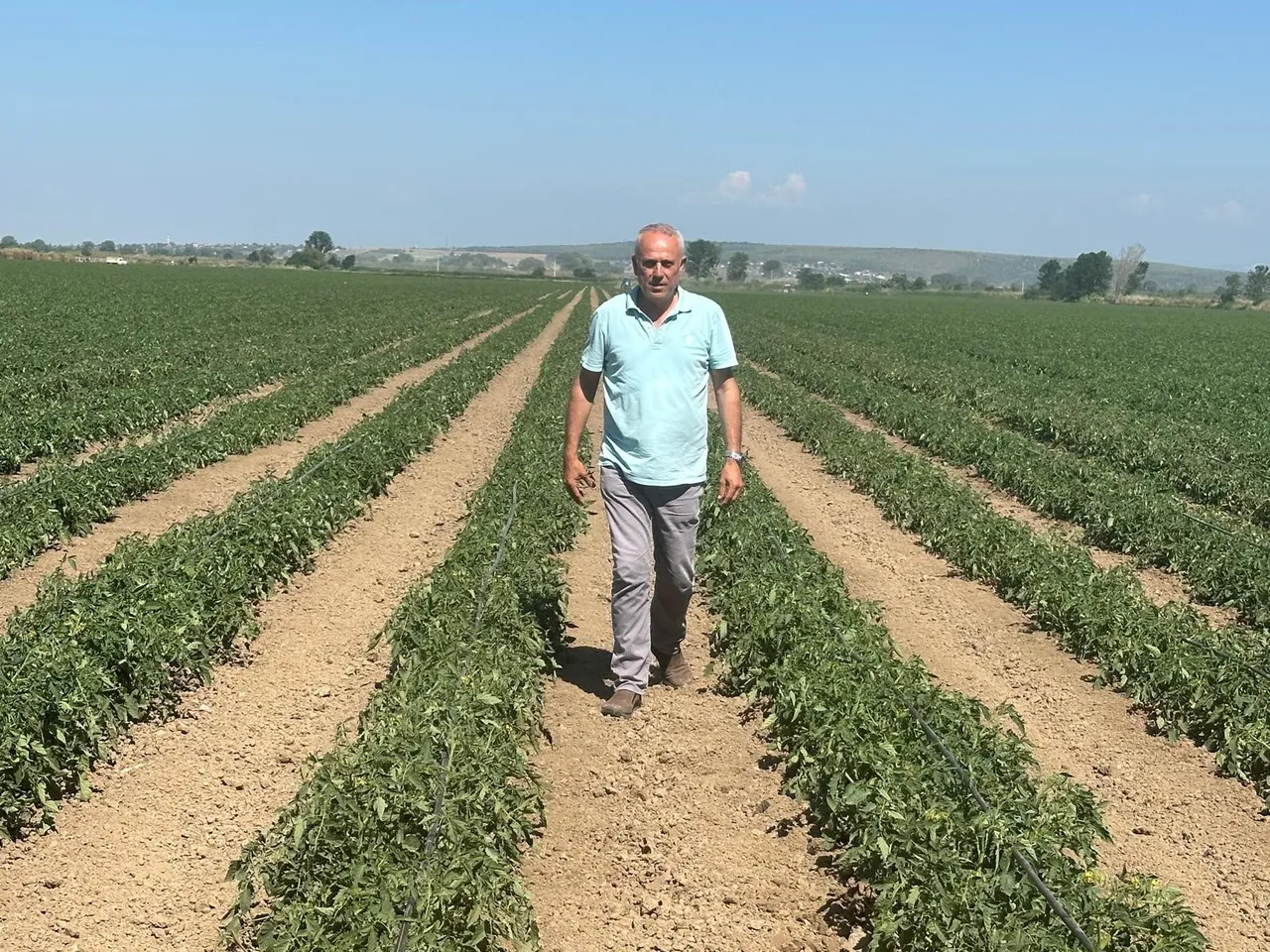 3 bin 500 ton karpuz tarlada kaldı! Çiftçinin zararı 20 milyon lira