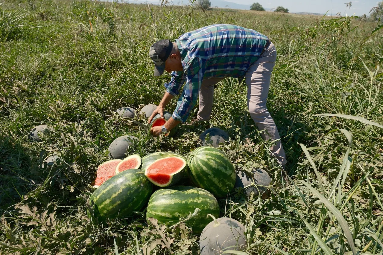 3 bin 500 ton karpuz tarlada kaldı! Çiftçinin zararı 20 milyon lira