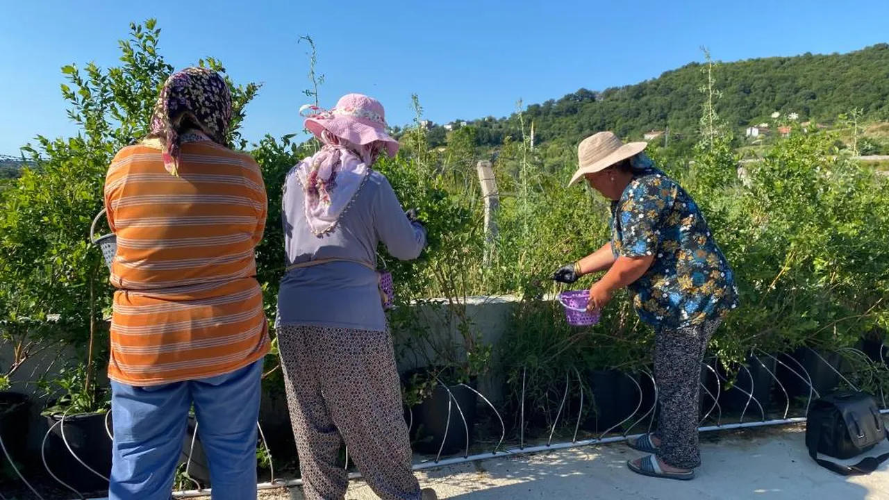 Sinop'ta "mavi altın" dönemi! Kilosu 700 lira oldu, siparişlere yetişemiyorlar