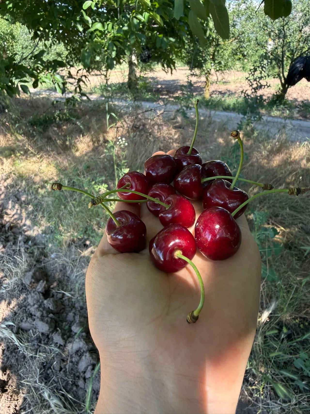 Tarlada 30, markette 250 lira! Üretici dertli: Bundan sonra bu iş yapılmaz!