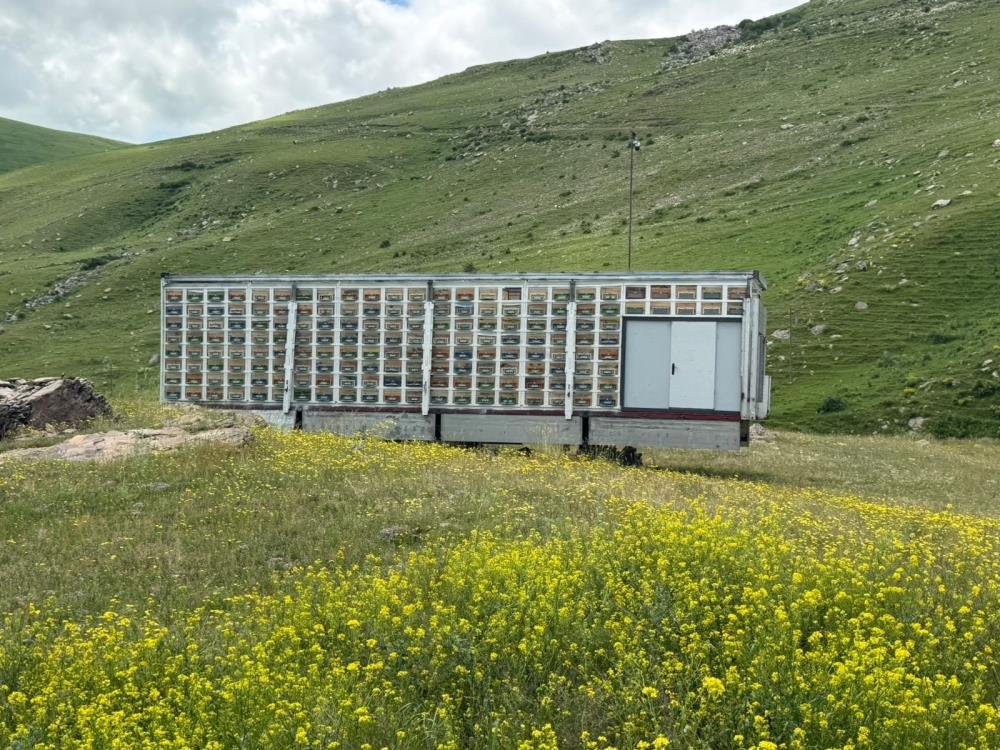 Dünyada nadir, Türkiye'de ilk! Kars'ta Türkiye'nin en büyük mobil arı üretim üssü kuruldu