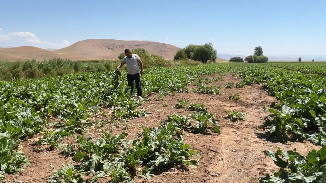 Ayılar ve domuz sürüleri tarlalara dadandı! Zarar büyük