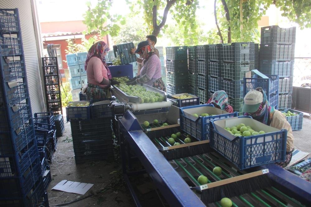 Avrupa tescilli Bayramiç beyazı! Tarlada kilosu 50 lira