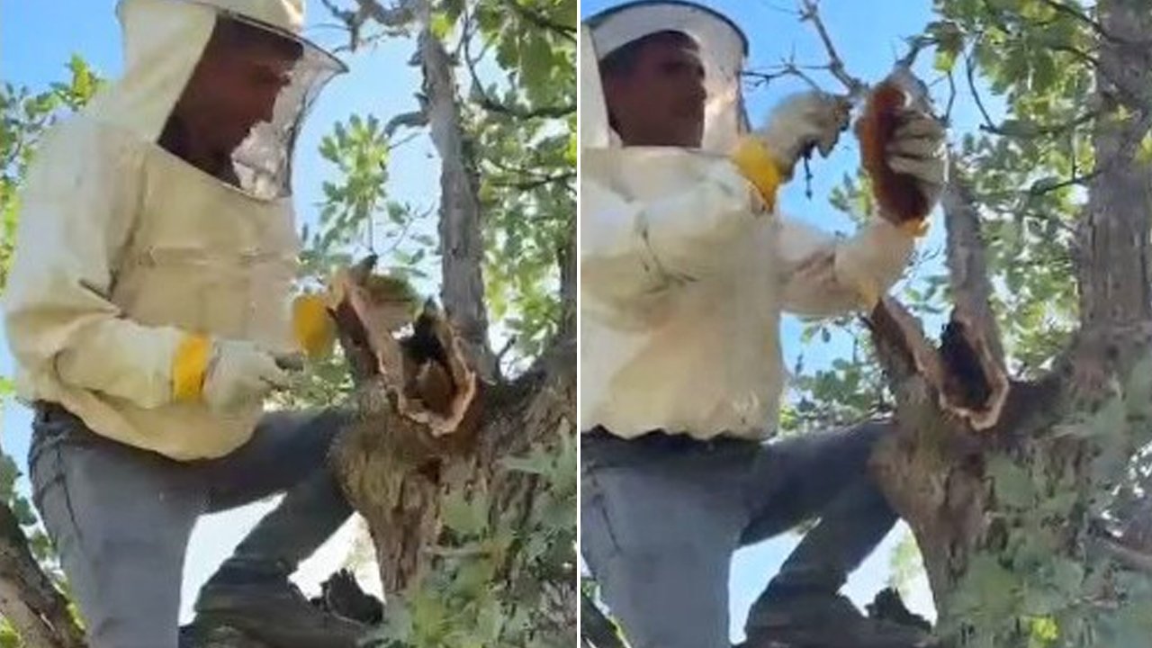 Elazığ'da bir garip olay: Ağacın gövdesinden kilo kilo bal çıktı!