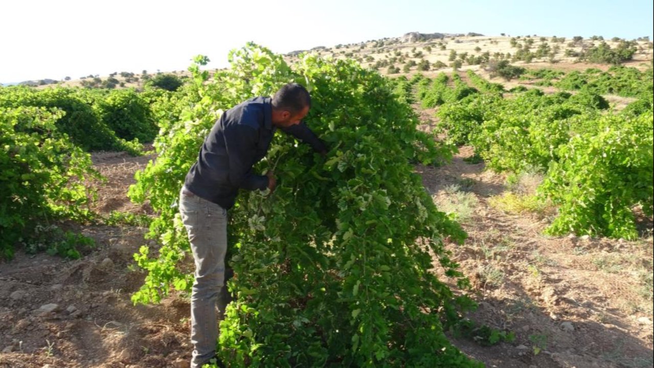 Hem lezzetli hem şifalı! Anadolu’nun unutulan lezzeti 500 liradan satılıyor