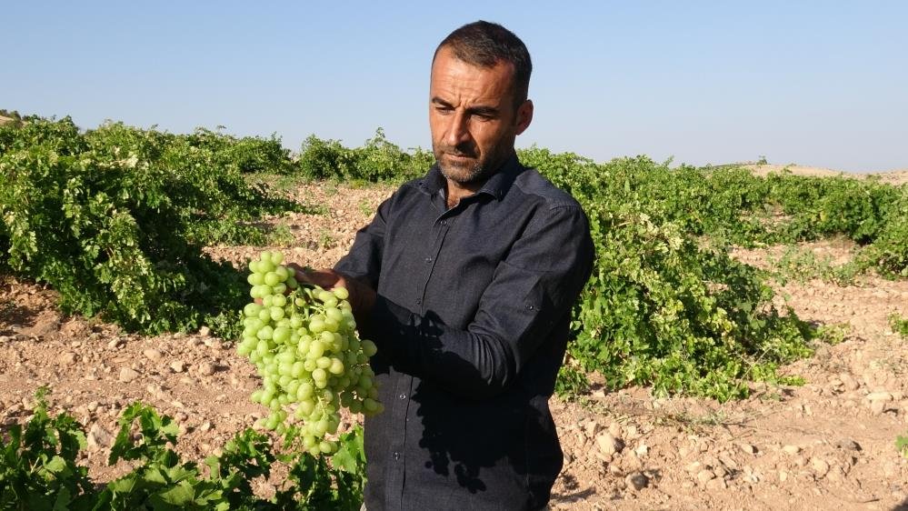 Hem lezzetli hem şifalı! Anadolu’nun unutulan lezzeti 500 liradan satılıyor