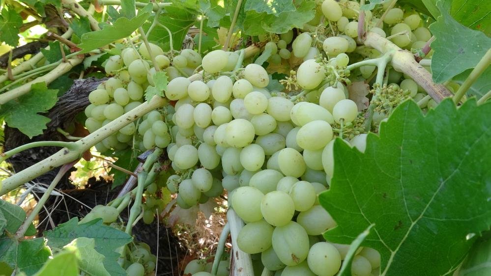 Hem lezzetli hem şifalı! Anadolu’nun unutulan lezzeti 500 liradan satılıyor