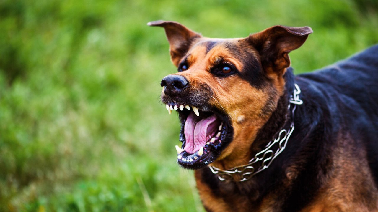 Yargıtay'dan köpek saldırısı kararı! Yaralanan kadına tazminat ödeyecekler